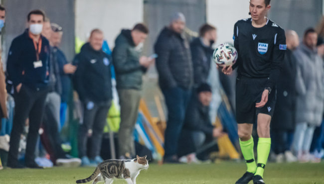 ⚽ 28.01.2022. Фото с матча «Динамо»  — «ЦСКА» София
